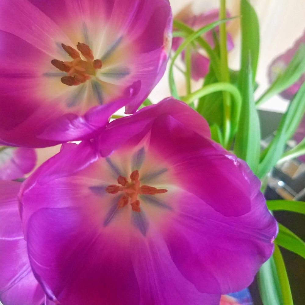 Meet your Posher, Geanie